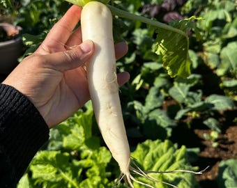 Daikon Radish Seeds