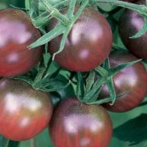 May include: Close-up of a cluster of dark purple tomatoes growing on a vine. The tomatoes are round and have a glossy finish.