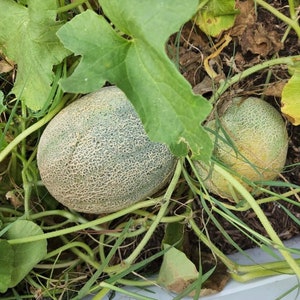 Cantaloupe Seeds