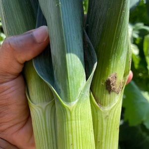 May include: Close-up of three green stalks of corn with visible striations. The stalks are bundled together and held by a hand.