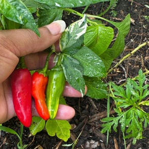 Fish Ornamental Hot Pepper Seeds