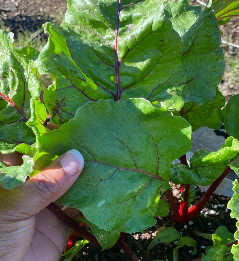 Beet Early Wonder Tall Top Etsy