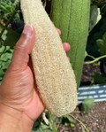 Luffa Gourd Seeds