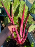 Ruby Swiss Chard Seeds