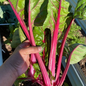 Ruby Swiss Chard Seeds