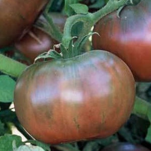 Cherokee Purple Tomato Seeds