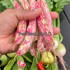 Cranberry Bush Bean Seeds