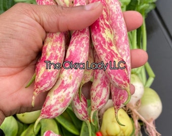 May include: A hand holding a bunch of pink and white speckled beans. The beans are surrounded by other vegetables, including green beans, okra, and a red pepper. The text "The Okra Lady LLC" is visible in the image.