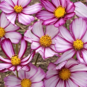 Picotee Cosmos Seeds