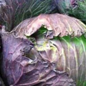 Purple Savoy Cabbage Seeds