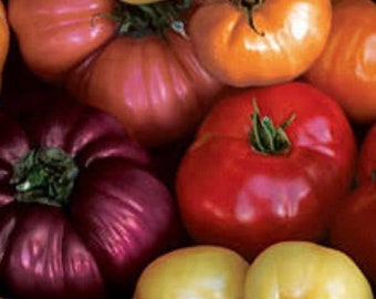 Puede incluir: Una colección de tomates antiguos de varios colores, incluyendo rojo, naranja, amarillo y morado. Los tomates están dispuestos en un racimo, mostrando sus formas y texturas únicas.