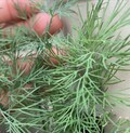 Dill Seeds