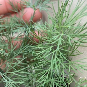 Dill Seeds