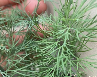 Dill Seeds