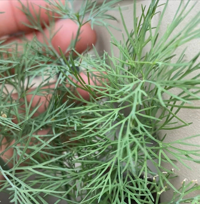 May include: A close-up of a bunch of fresh dill, a green leafy herb with feathery foliage.
