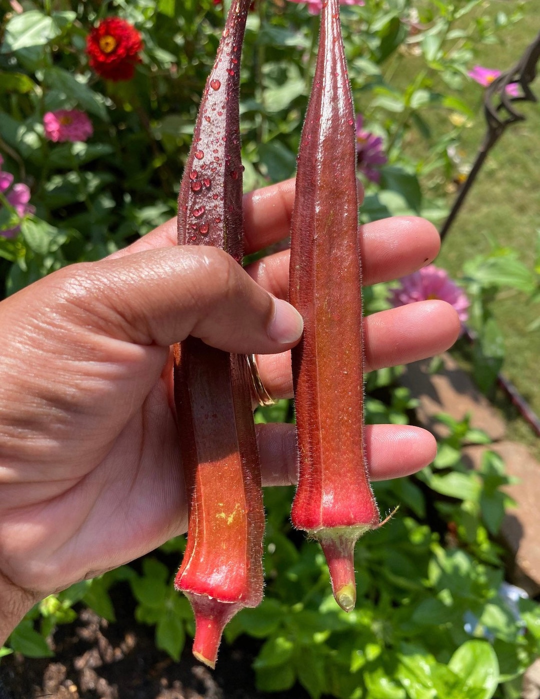 Heirloom Jing Orange Okra Seeds Etsy