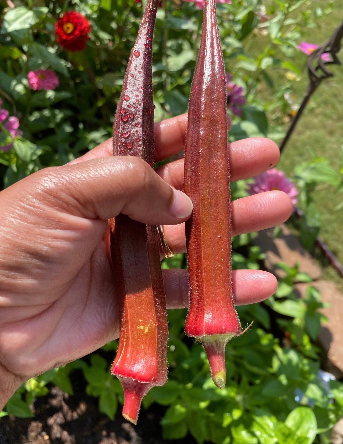 オレンジおくらの種(Jing Okra・固定種) オレンジおくらの種(Jing Okra・固定種) S115124002 - 果菜オンライン