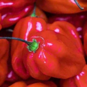 Red Scotch Bonnet Pepper Seeds