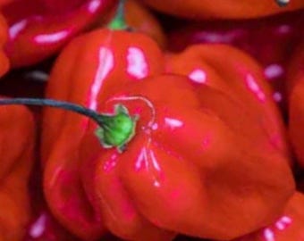 Red Scotch Bonnet Pepper Seeds