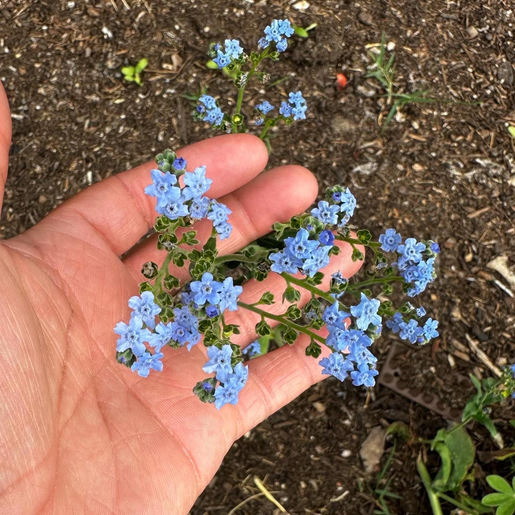 Chinese Forget Me Not Seeds - Firmament - Etsy