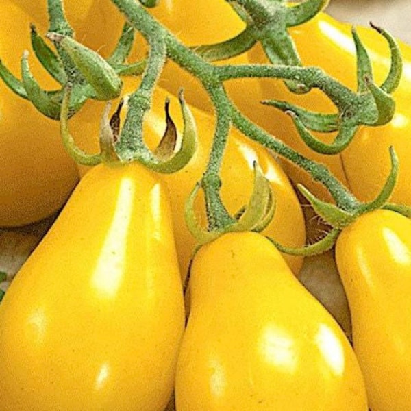 Yellow Pear Tomato Seeds