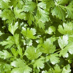 Cilantro Seeds - Slow Bolt