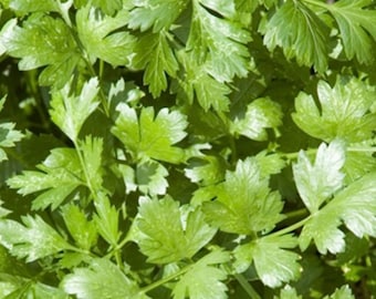 Cilantro Seeds - Slow Bolt