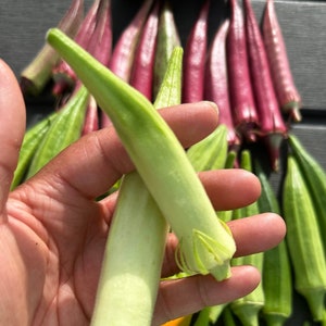 Blondy Okra Seeds