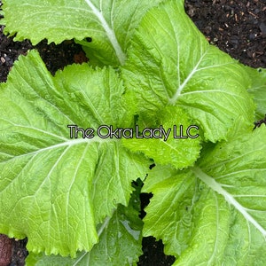 Puede incluir: Primer plano de una planta de verdura de hoja verde vibrante con hojas grandes y texturizadas. La planta est&aacute; creciendo en un suelo rico y oscuro. El texto "The Okra Lady LLC" es visible en el centro de la imagen.