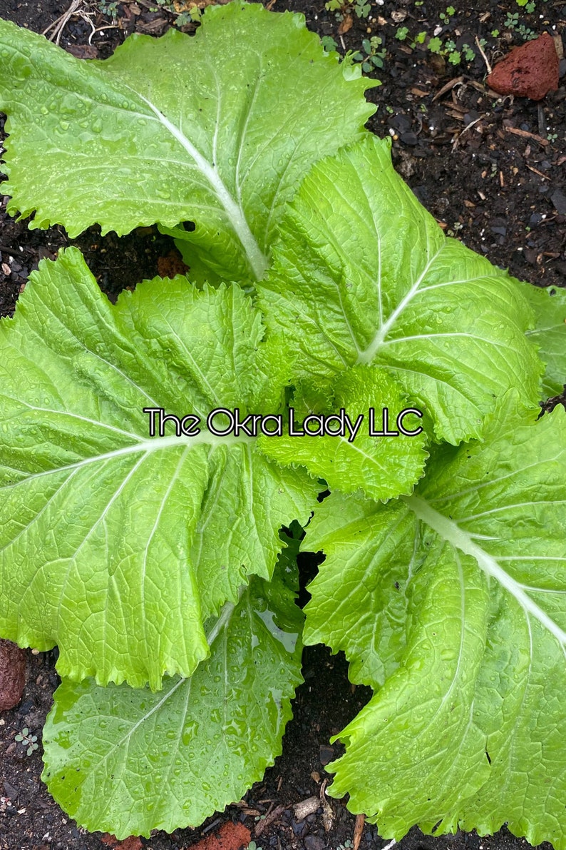Puede incluir: Primer plano de una planta de verdura de hoja verde vibrante con hojas grandes y texturizadas. La planta est&aacute; creciendo en un suelo rico y oscuro. El texto "The Okra Lady LLC" es visible en el centro de la imagen.