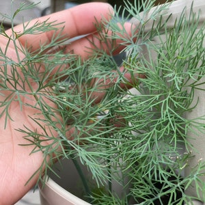 May include: A close-up of a potted dill plant with green feathery leaves. The plant is growing in a white pot and is being held by a hand.