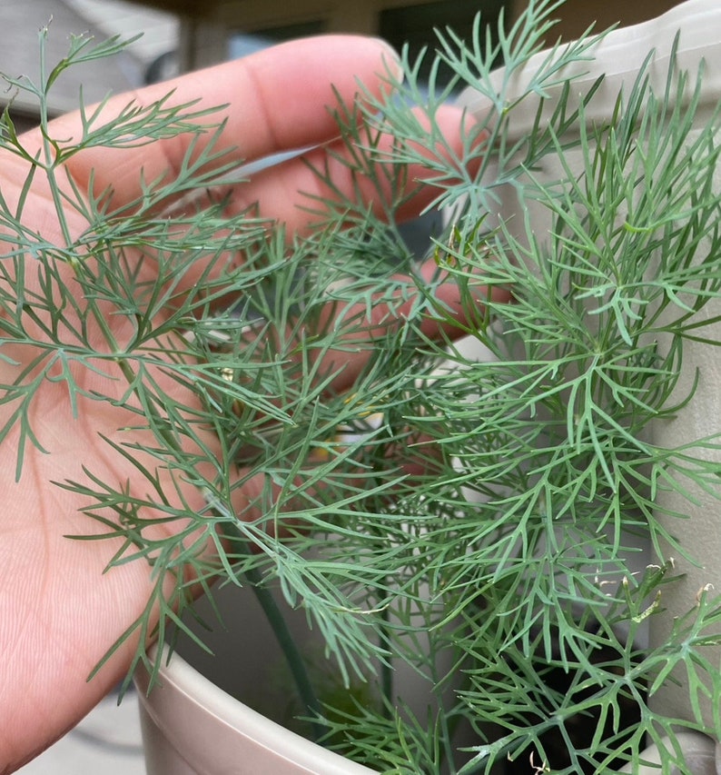 May include: A close-up of a potted dill plant with green feathery leaves. The plant is growing in a white pot and is being held by a hand.