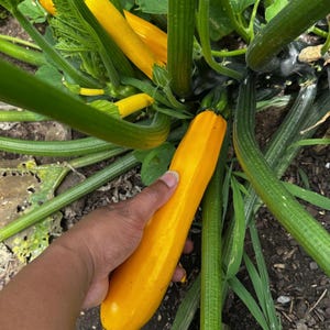 Zucchini Golden Summer Squash Seeds