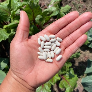 Kentucky Blue Pole Bean Seeds