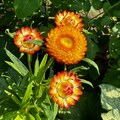 Helichrysum (Strawflower) Mixed Colors Seeds