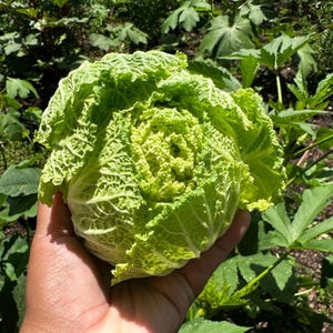 Chinese Cabbage Seeds - Heirloom