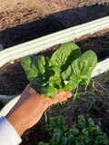 Bloomsdale Long Standing Spinach Seeds