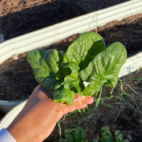 Bloomsdale Long Standing Spinach Seeds