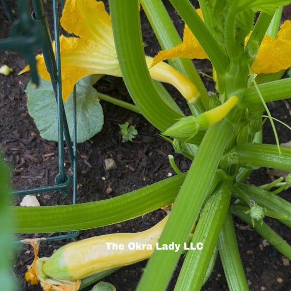 Zephyr Hybrid Yellow Summer Squash Seeds - Etsy