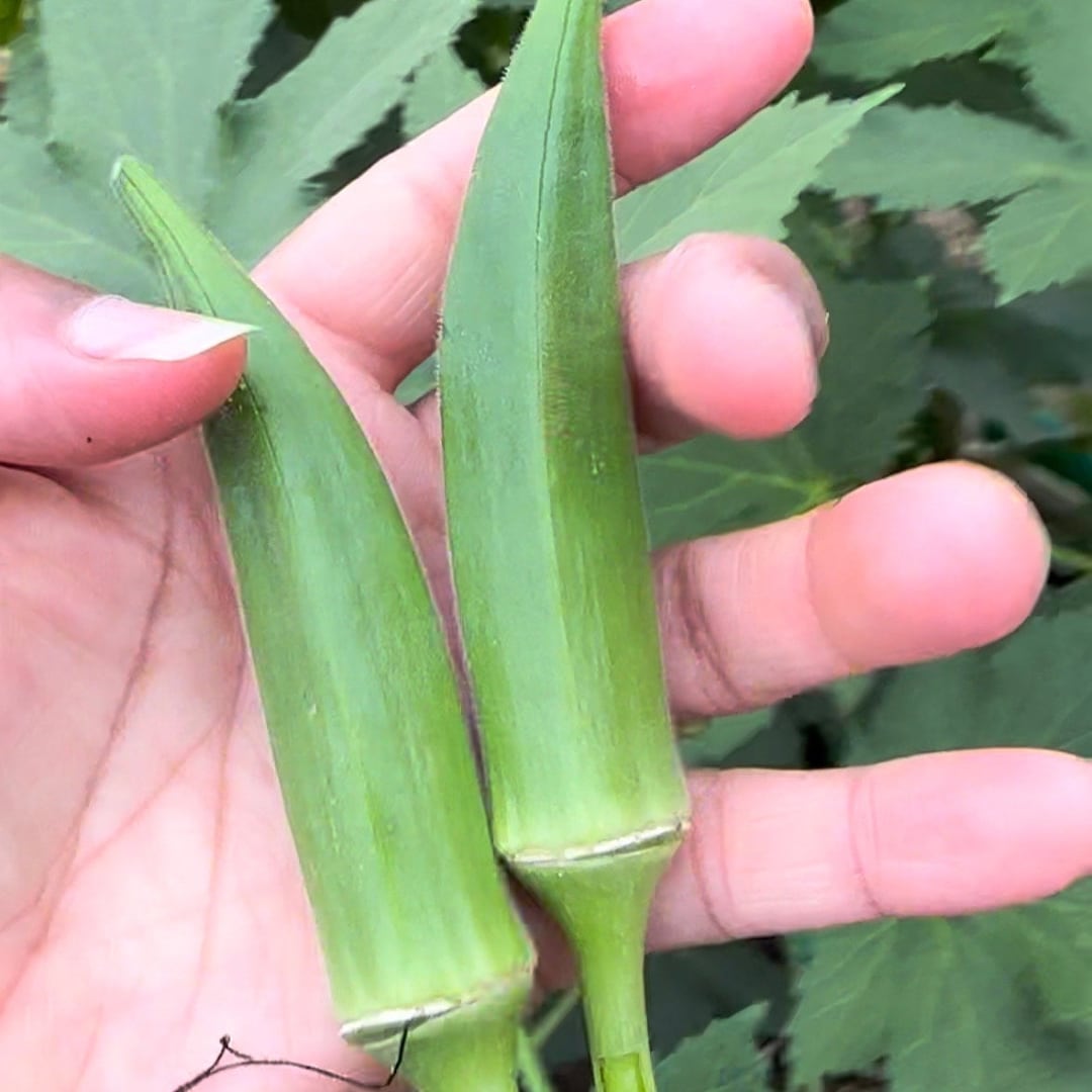 Jade Okra Seeds Etsy