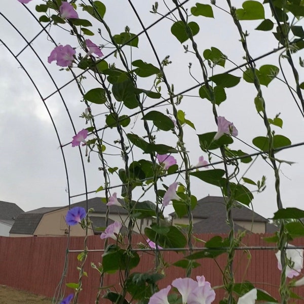 Morning Glory Seeds - Mixed Colors