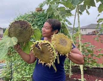 May include: A person holding three large dried sunflowers in a garden setting. The sunflowers are brown and yellow with black seeds. The person is wearing a blue shirt and black pants.