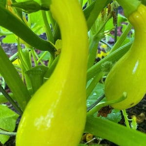 May include: Two yellow summer squash growing on a vine. The squash are long and slender with a smooth, pale yellow skin.