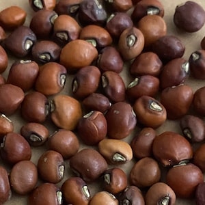 Knuckle Purple Hull Pea Seeds (Bush)