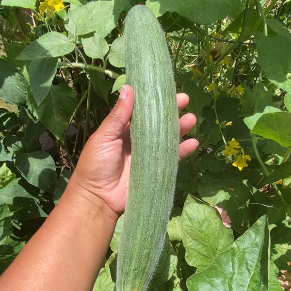 Armenian Cucumber Seeds - Mix