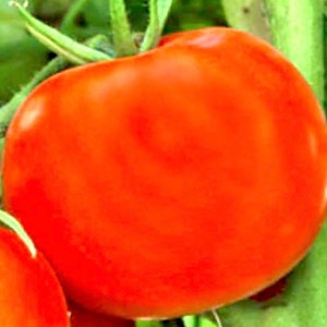 Rutger’s Tomato Seeds Heirloom