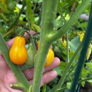 Yellow Pear Tomato Seeds