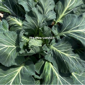 Champion Collard Seeds