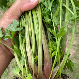 Pink Plume Celery Seeds