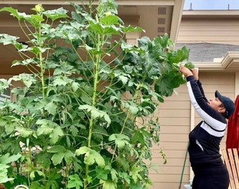 Heavy Hitter Branching Okra Seeds